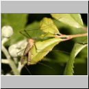 Limoniidae sp - Stelzmuecke 05a.jpg